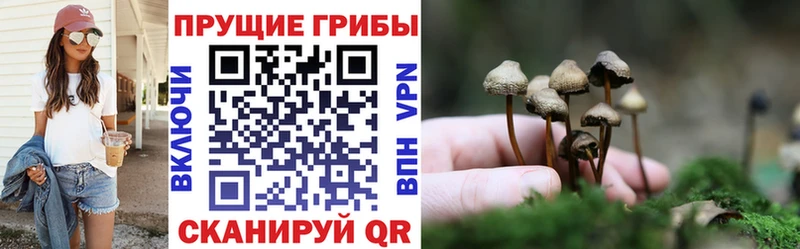 Псилоцибиновые грибы мицелий  Купить закладки  Королёв 